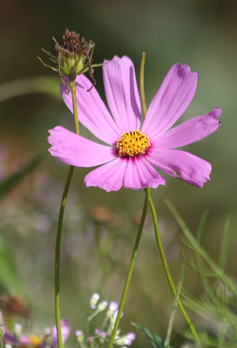 Cosmos: A Guide to Growing Vibrant and Hardy Flowers