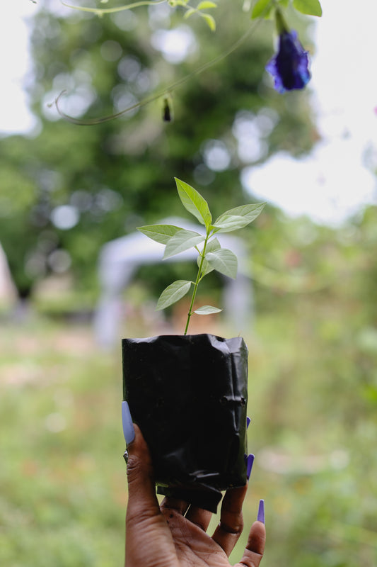 Wildflower Curated Seedlings Bundle – A Flourishing Start to Your Garden