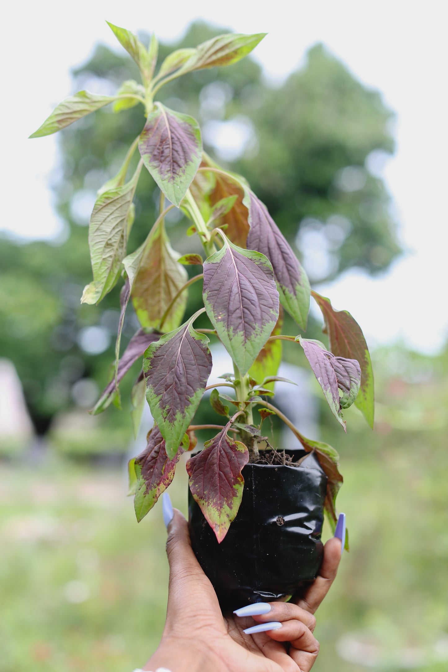 Wildflower Curated Seedlings Bundle – A Flourishing Start to Your Garden