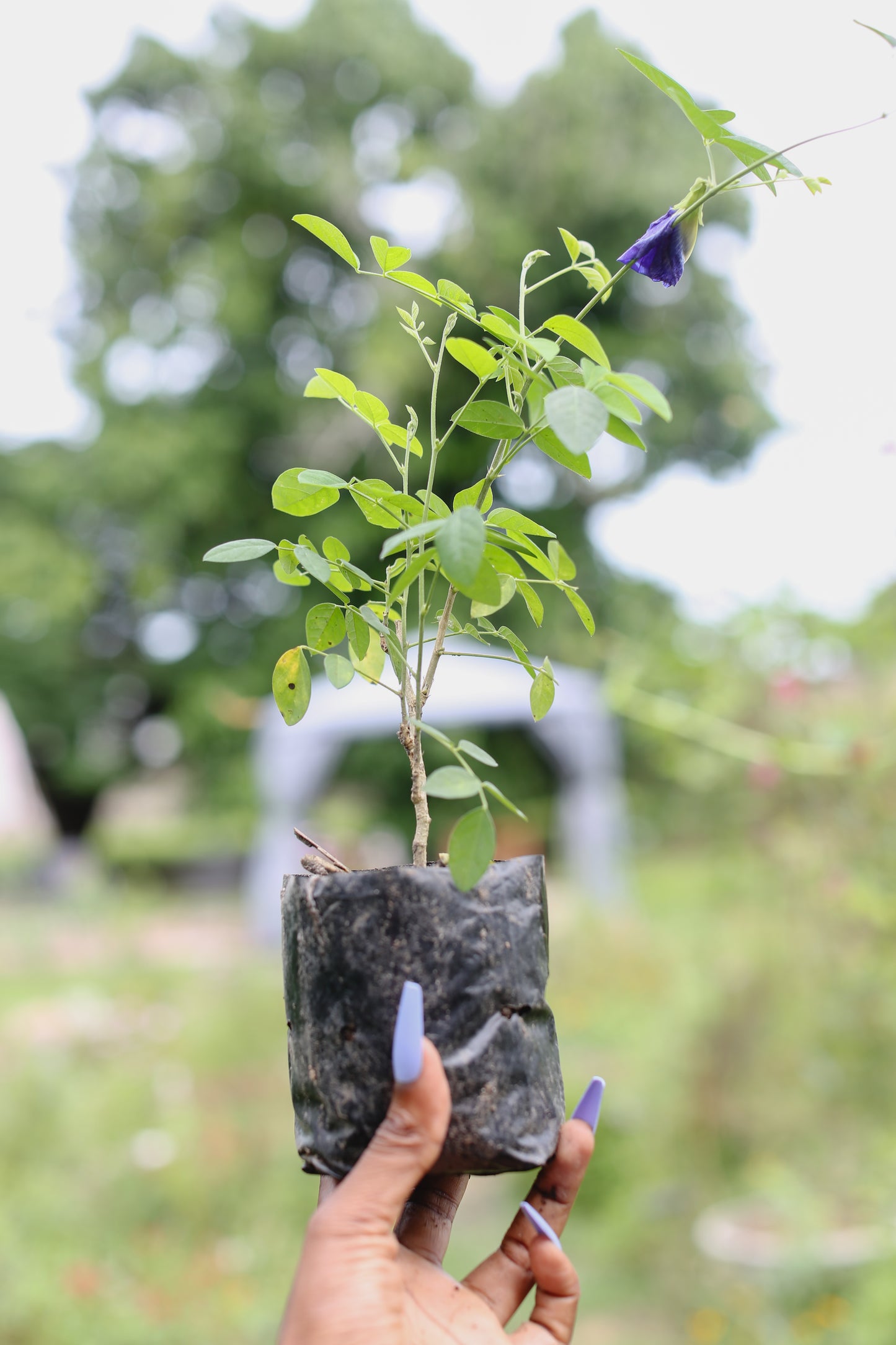 Wildflower Curated Seedlings Bundle – A Flourishing Start to Your Garden