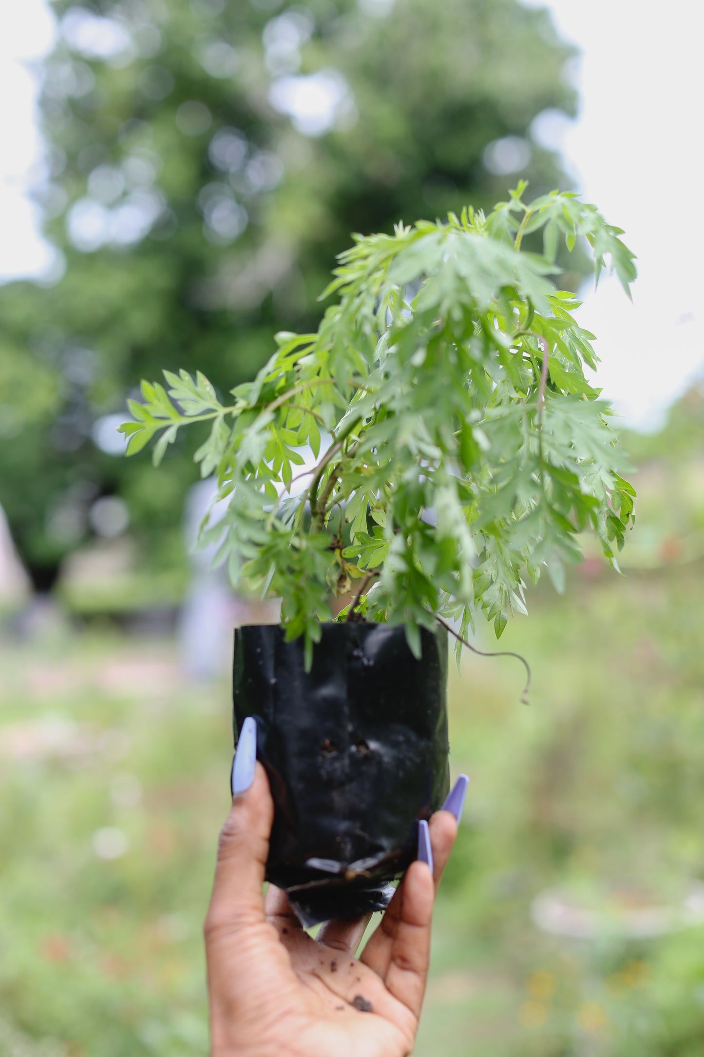 Wildflower Curated Seedlings Bundle – A Flourishing Start to Your Garden