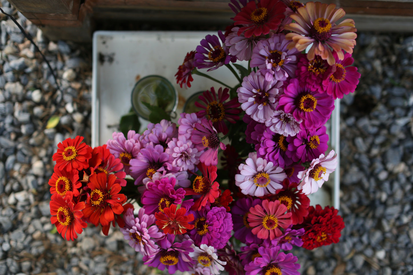 The Zinnia Grower's Digital Companion : A Primer