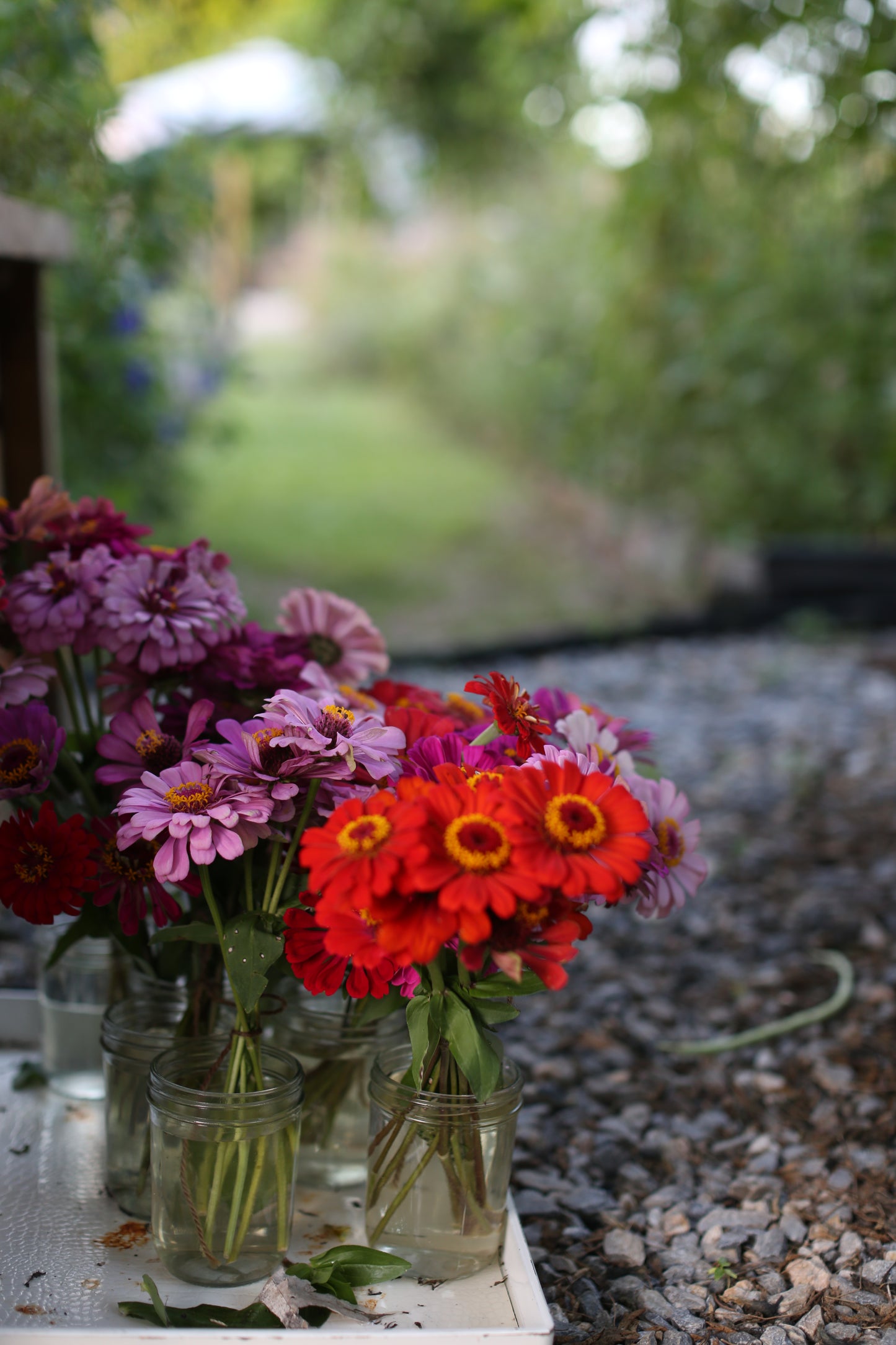 The Zinnia Grower's Digital Companion : A Primer