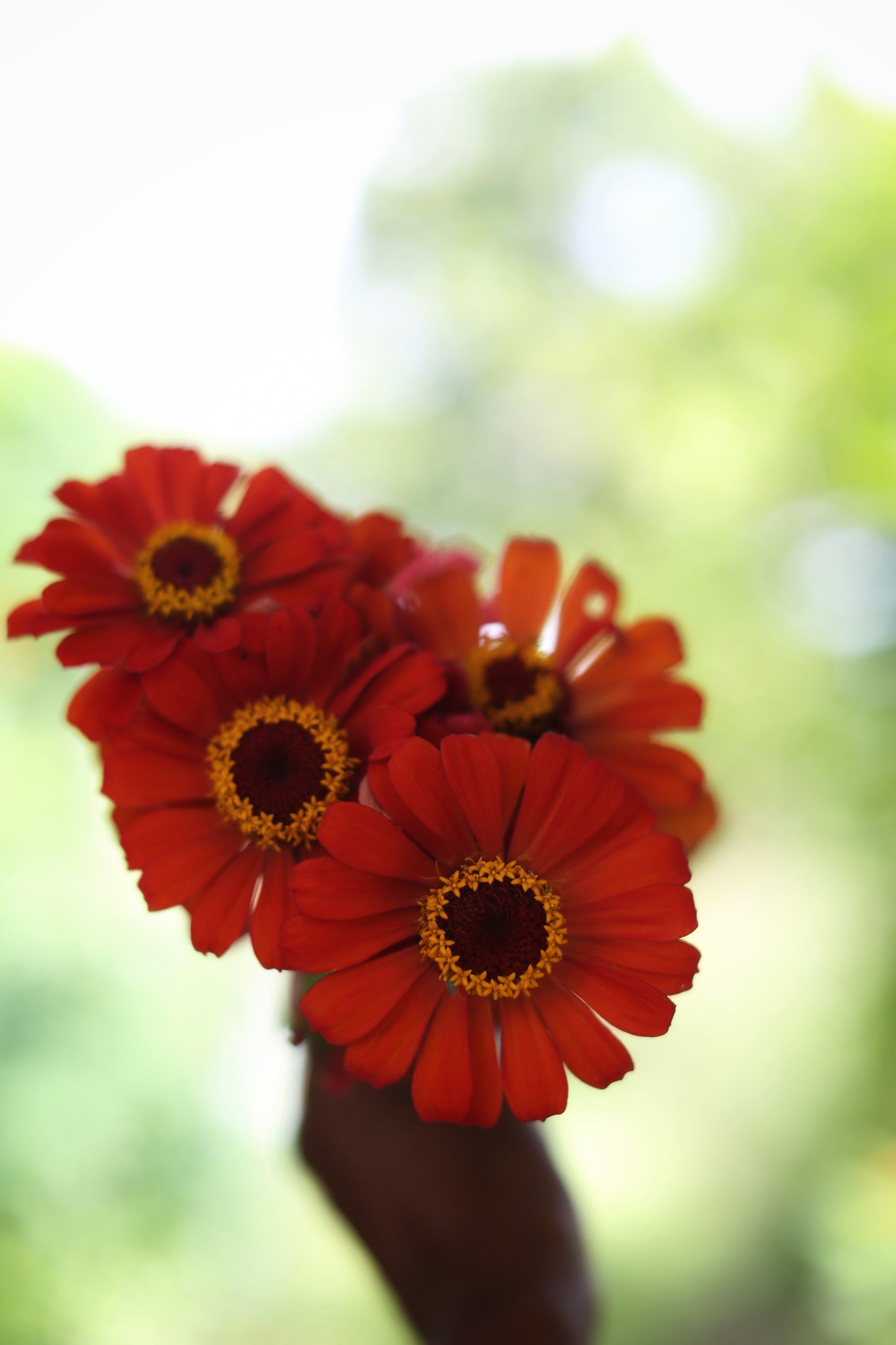 Fresh Mini Cut Flower Bouquets - Zinnias