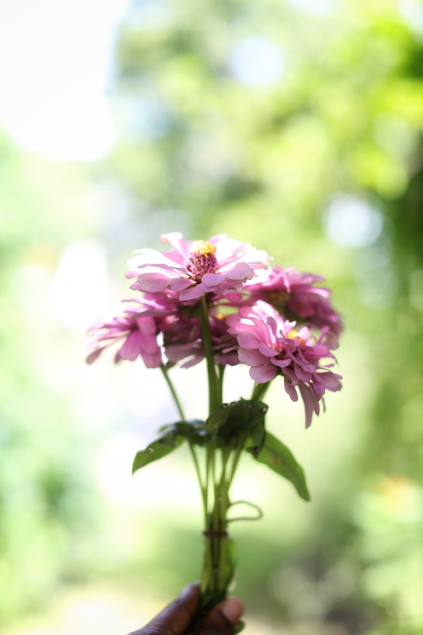 The Zinnia Grower's Digital Companion : A Primer