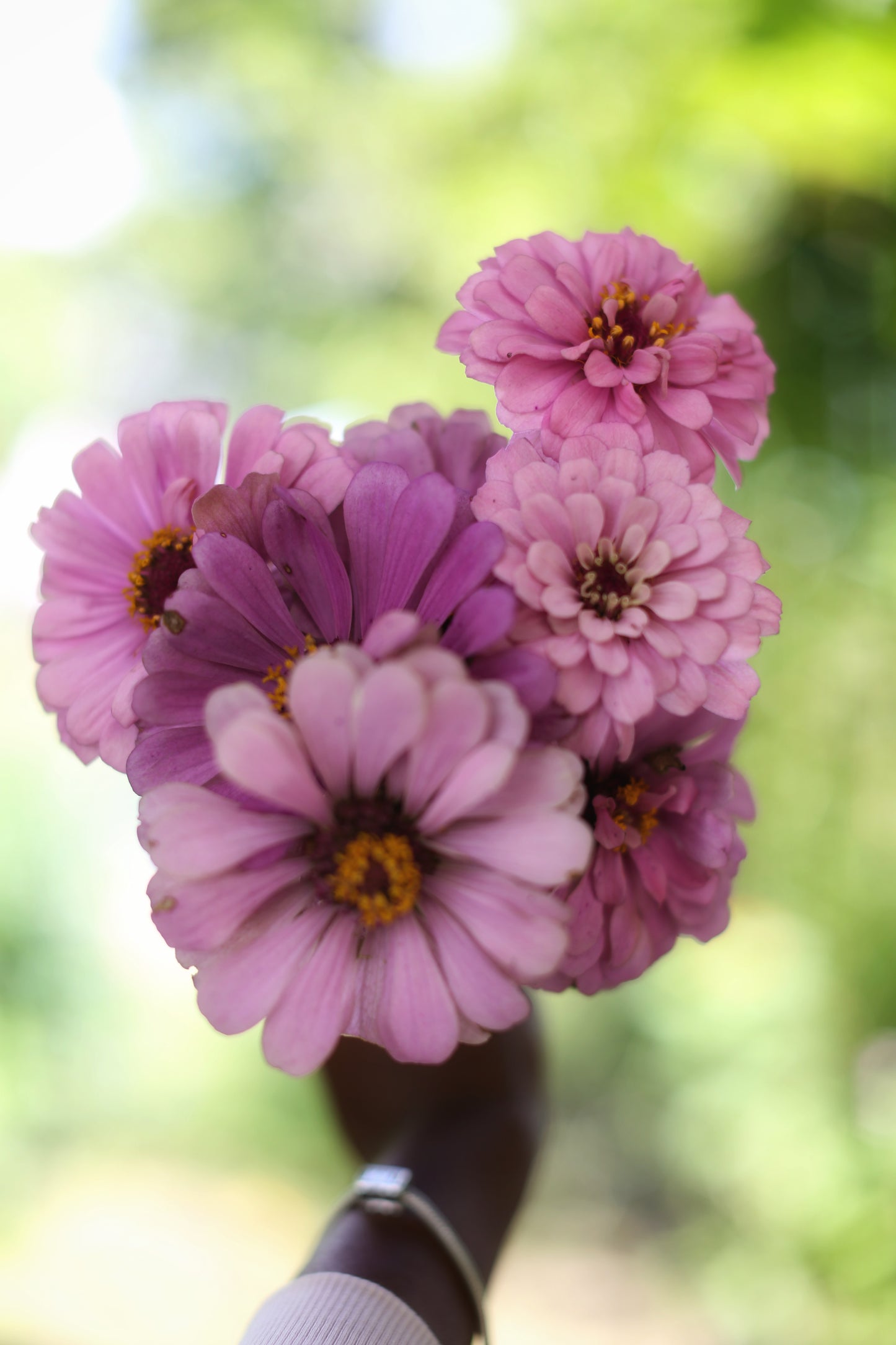 Fresh Mini Cut Flower Bouquets - Zinnias