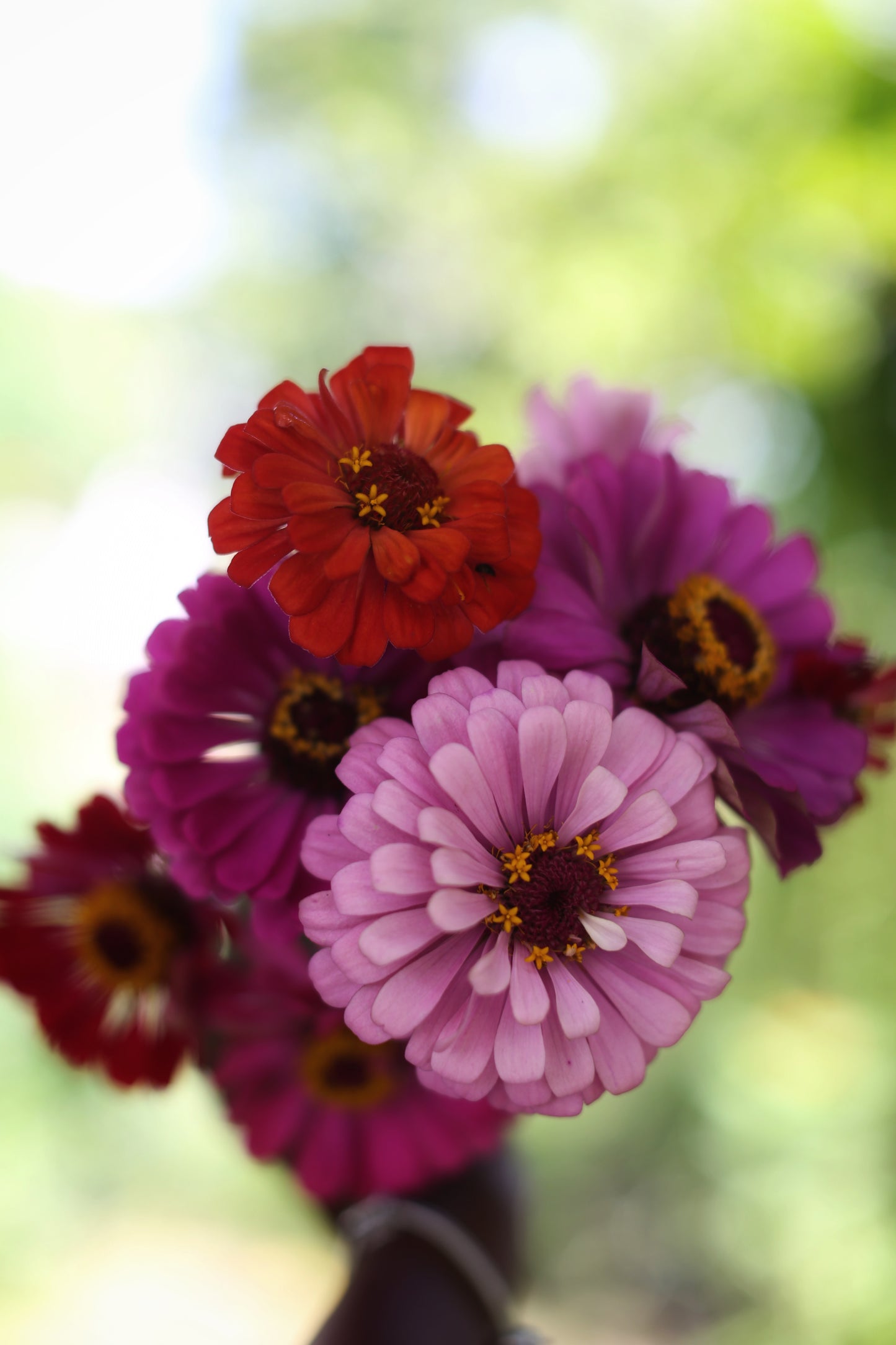 Fresh Mini Cut Flower Bouquets - Zinnias