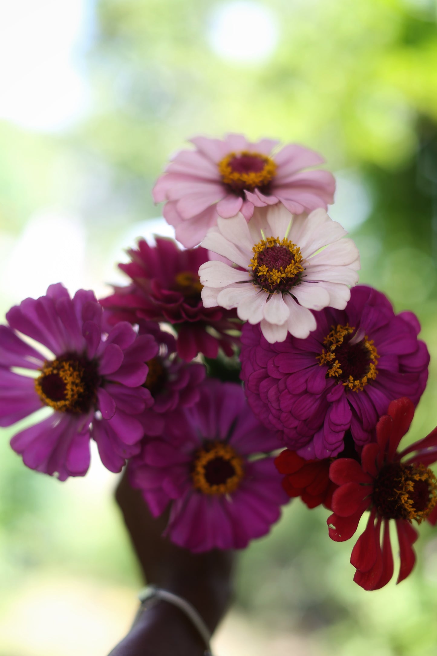 Fresh Mini Cut Flower Bouquets - Zinnias