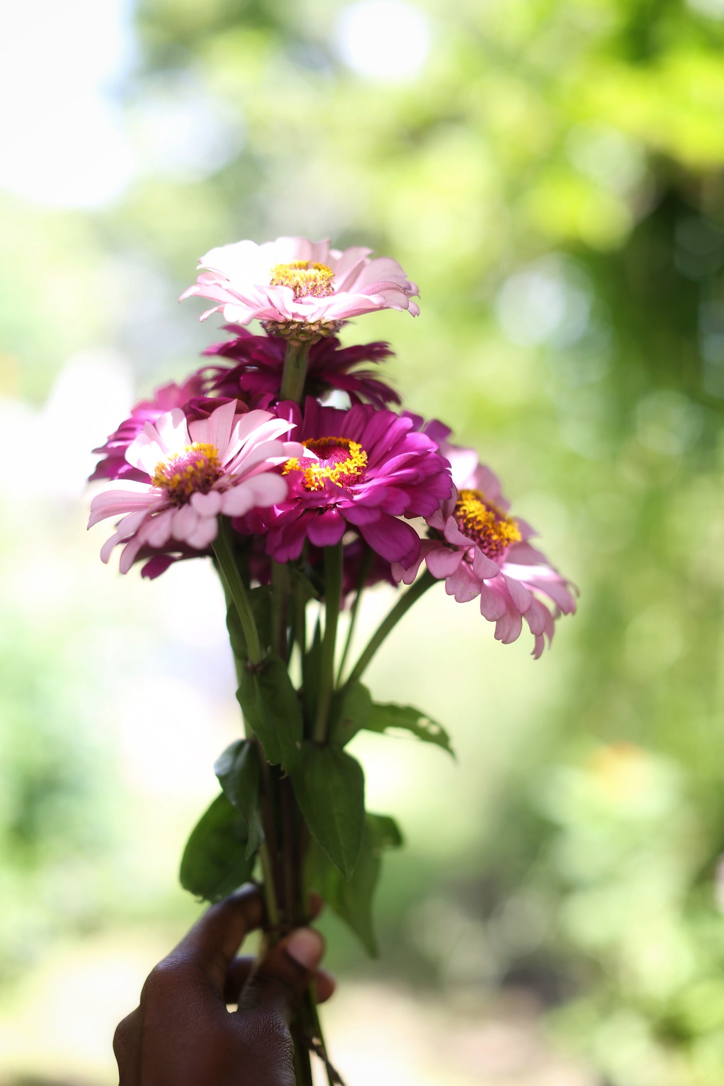 The Zinnia Grower's Digital Companion : A Primer