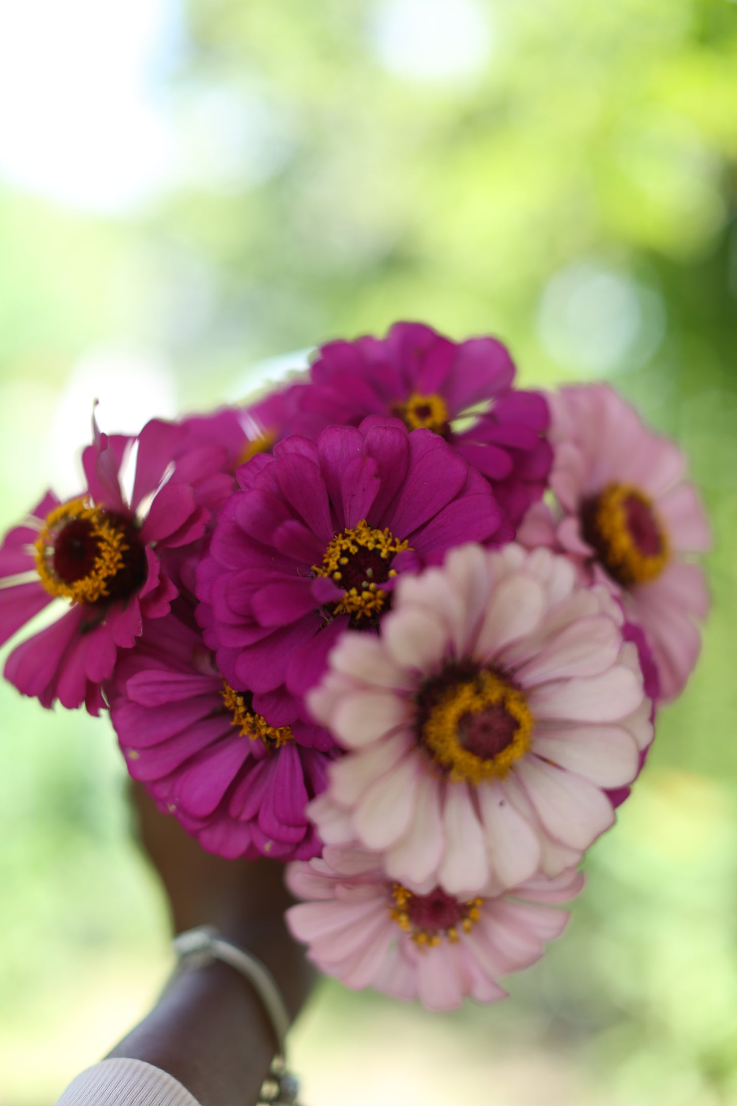 Fresh Mini Cut Flower Bouquets - Zinnias