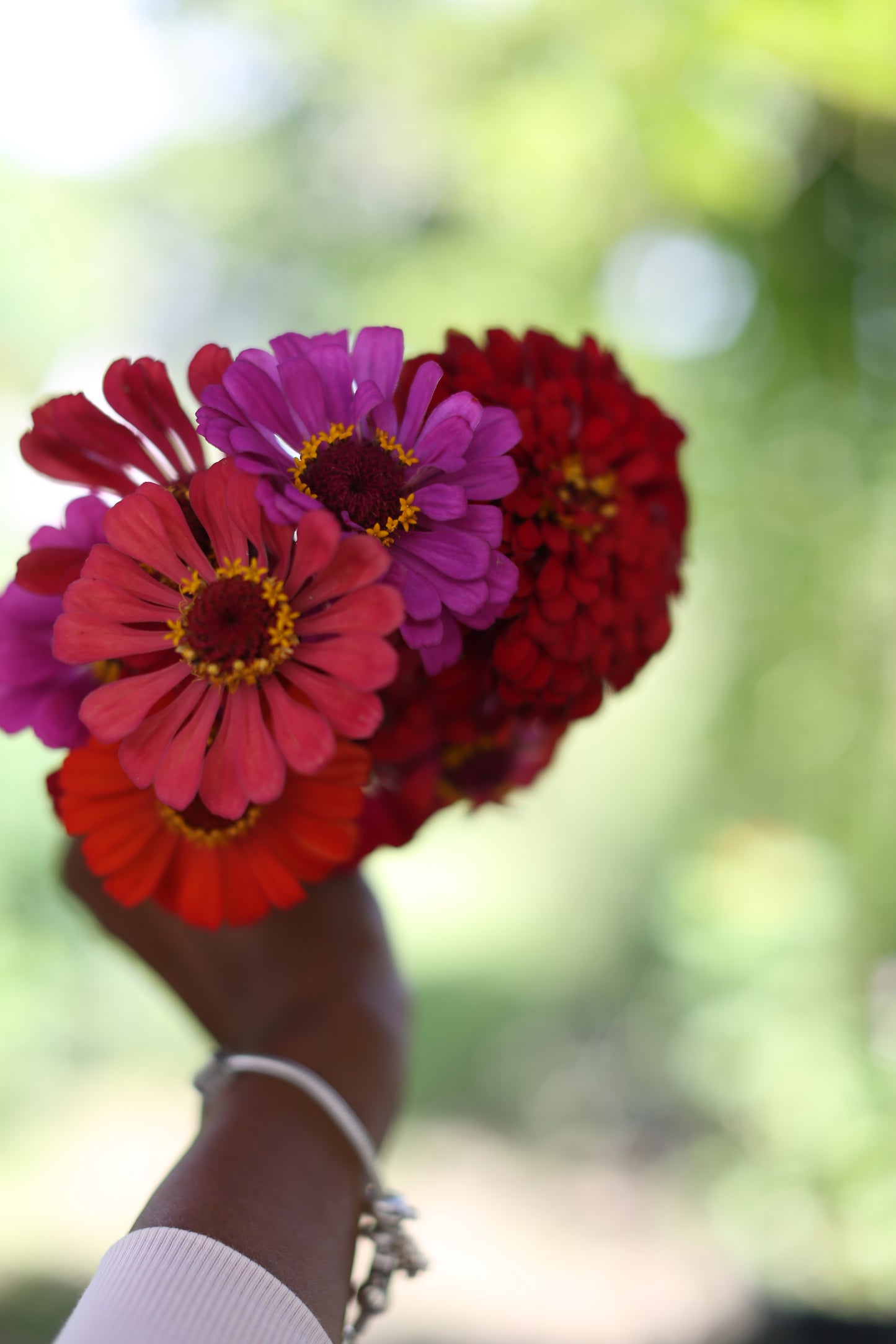 Fresh Mini Cut Flower Bouquets - Zinnias