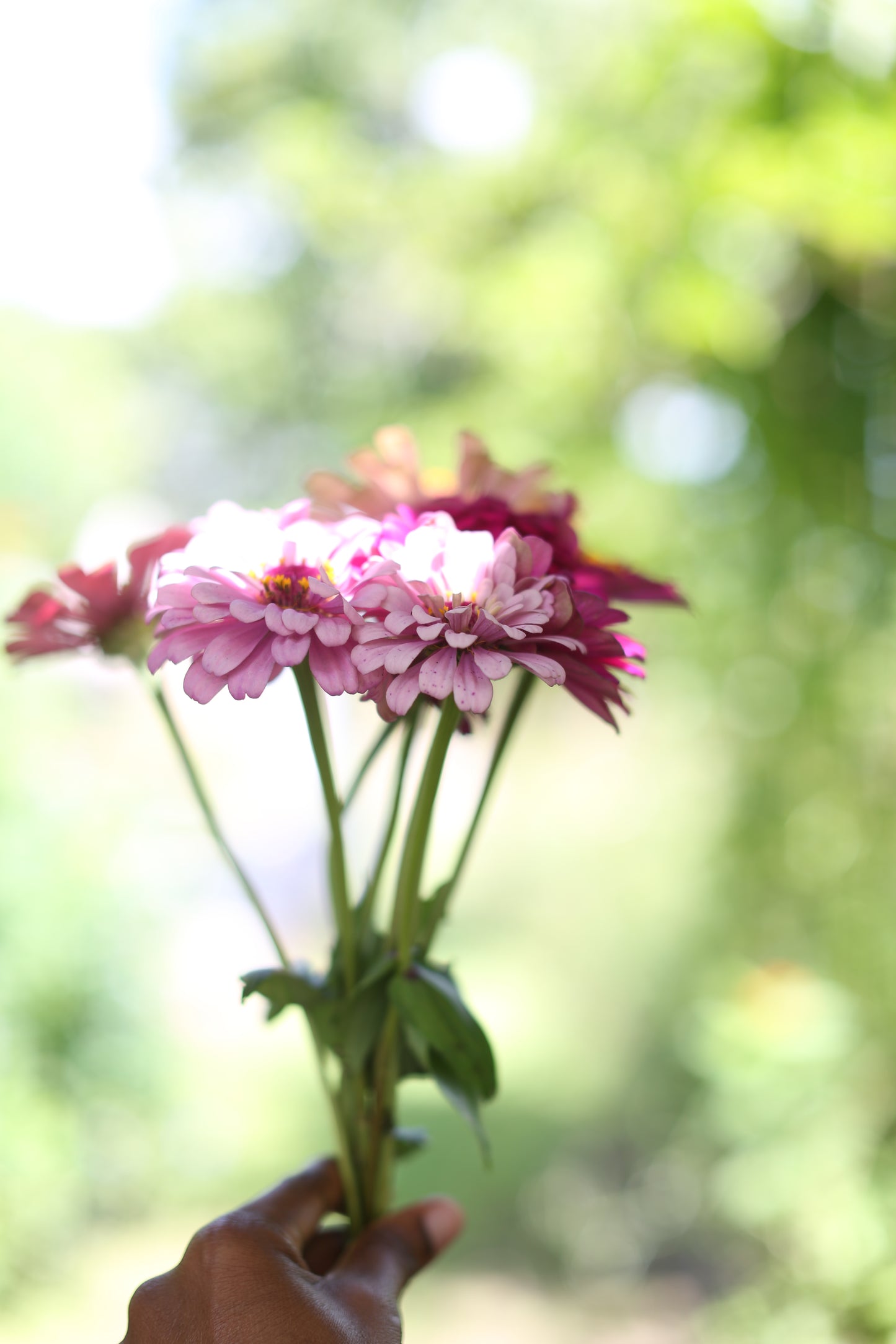 Fresh Mini Cut Flower Bouquets - Zinnias