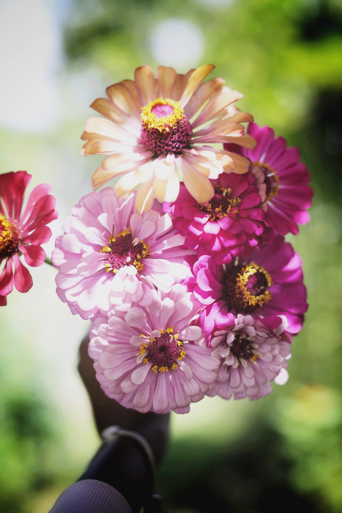 Fresh Mini Cut Flower Bouquets - Zinnias