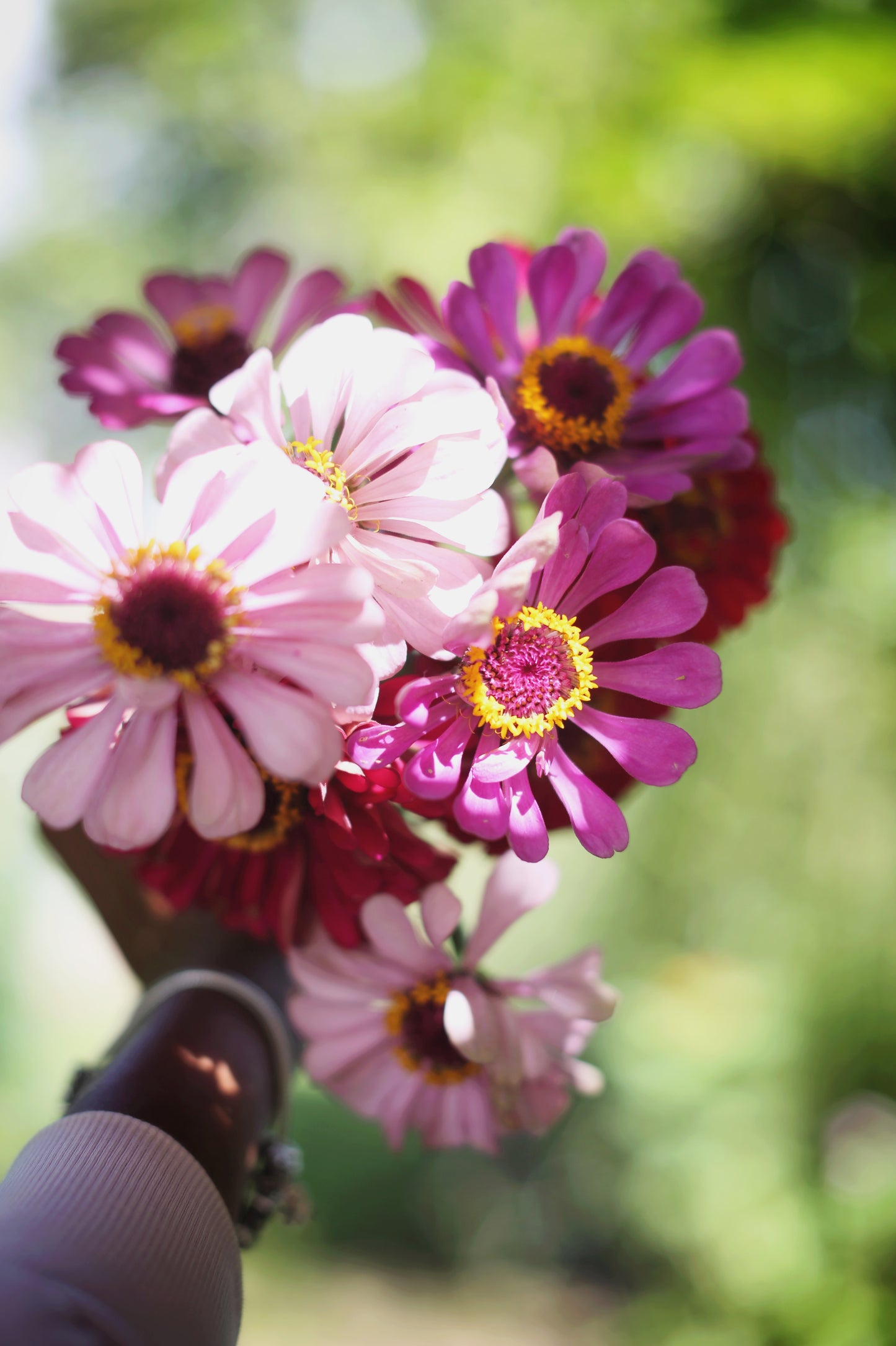 Fresh Mini Cut Flower Bouquets - Zinnias