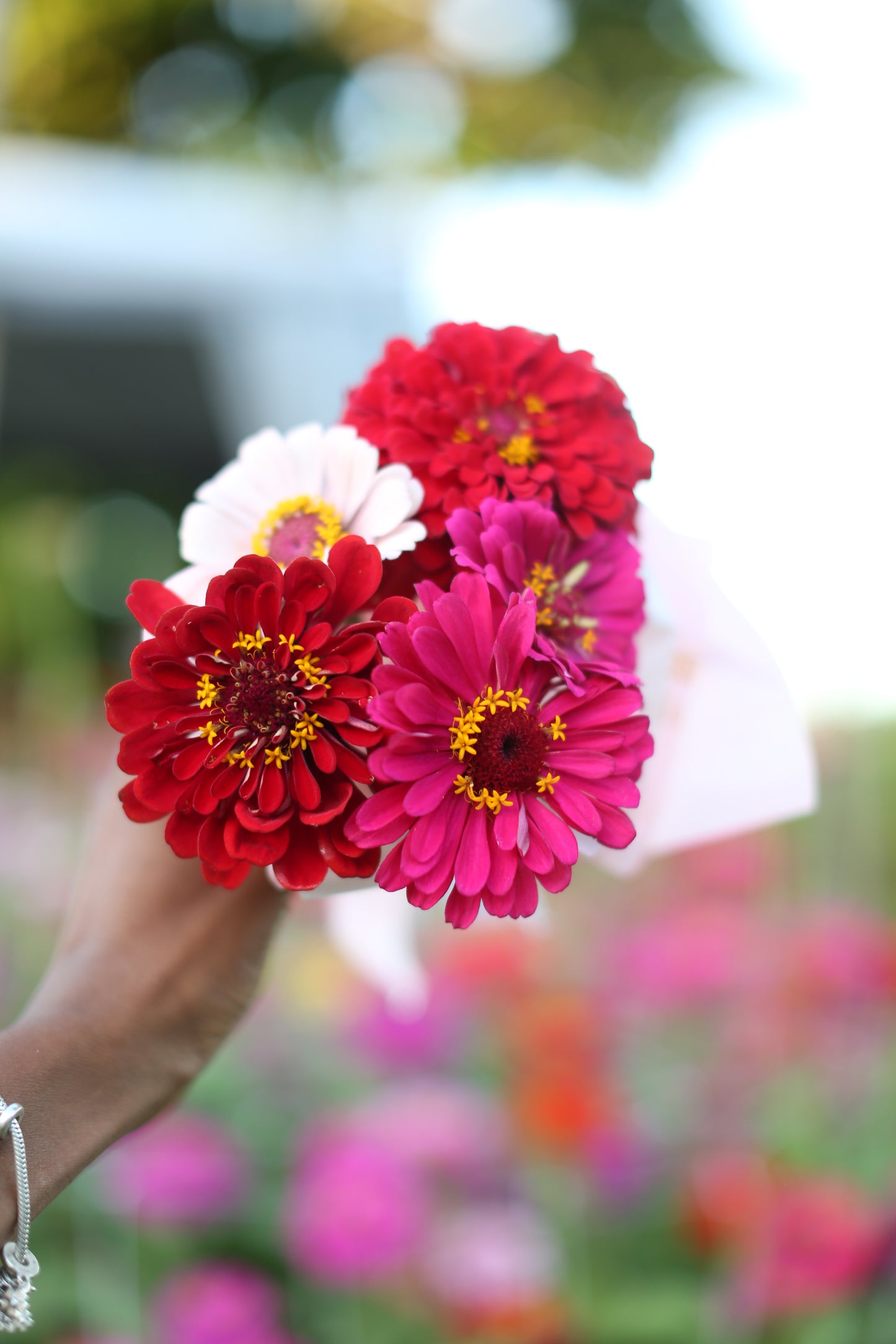 Fresh Mini Cut Flower Bouquets - Zinnias